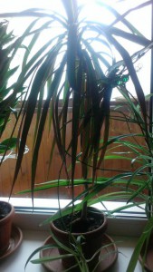 Отдам комнатные цветы - IMAG1732.jpg