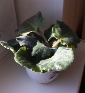 Отростки фиалок, Новокосино НЕАКТУАЛЬНО - фото.JPG