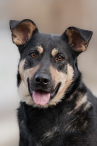 МУШКА-ЧУДОМ СПАСЕНА ОТ ОТСТРЕЛА-ЗАМЕЧАТЕЛЬНАЯ ДОМАШНЯЯ СОБАКА В добрые руки,на счастье  - 0_96db6_fab3de94_L.jpg