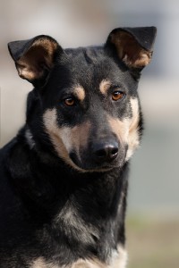 МУШКА-ЧУДОМ СПАСЕНА ОТ ОТСТРЕЛА-ЗАМЕЧАТЕЛЬНАЯ ДОМАШНЯЯ СОБАКА В добрые руки,на счастье  - 0_96daa_374b0fa7_L.jpg