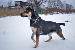 МУШКА-ЧУДОМ СПАСЕНА ОТ ОТСТРЕЛА-ЗАМЕЧАТЕЛЬНАЯ ДОМАШНЯЯ СОБАКА В добрые руки,на счастье  - C5yVDe1CDC.jpg