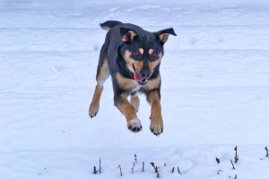 МУШКА-ЧУДОМ СПАСЕНА ОТ ОТСТРЕЛА-ЗАМЕЧАТЕЛЬНАЯ ДОМАШНЯЯ СОБАКА В добрые руки,на счастье  - ZV9uEOC15z.jpg