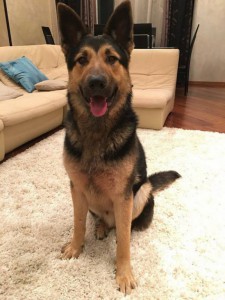 Москва и МО Щенок Немецкой Овчарки ищет дом и семью  - 2.jpg