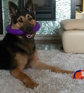 Москва и МО Щенок Немецкой Овчарки ищет дом и семью  - 3.jpg