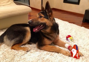 Москва и МО Щенок Немецкой Овчарки ищет дом и семью  - 4.jpg