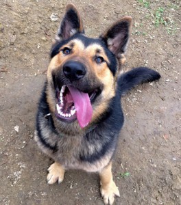 Москва и МО Щенок Немецкой Овчарки ищет дом и семью  - 5.jpg