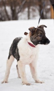 Москва и МО Щенок Батоша очень ждет своих маму и папу  - 1.jpg