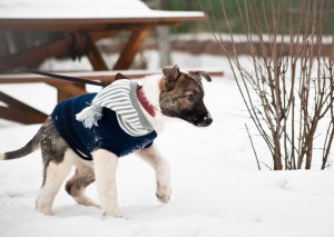 Москва и МО Щенок Батоша очень ждет своих маму и папу  - 2.jpg