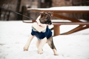 Москва и МО Щенок Батоша очень ждет своих маму и папу  - 3.jpg