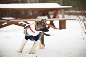 Москва и МО Щенок Батоша очень ждет своих маму и папу  - 4.jpg