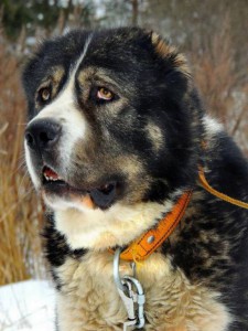 Москва и МО Взрослый кобель среднеазиатской овчарки Хамид  - 1.jpg