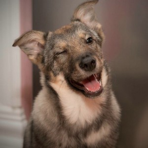 Москва и МО Дженни - великолепный щенок  - 1.jpg