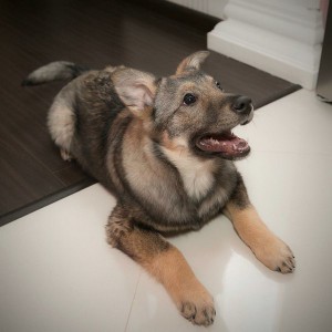 Москва и МО Дженни - великолепный щенок  - 2.jpg