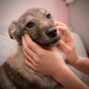 Москва и МО Дженни - великолепный щенок  - 3.jpg