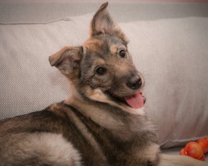 Москва и МО Дженни - великолепный щенок  - 4.jpg