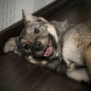 Москва и МО Дженни - великолепный щенок  - 5.jpg