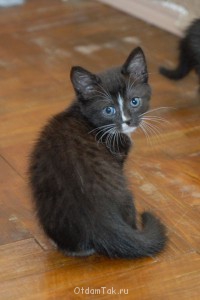 Добрые кошки в теплые ладошки подарю котенка - DSC_0398.JPG