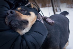 МУШКА-ЧУДОМ СПАСЕНА ОТ ОТСТРЕЛА-ЗАМЕЧАТЕЛЬНАЯ ДОМАШНЯЯ СОБАКА В добрые руки,на счастье  - ms2sB4khBX.jpg