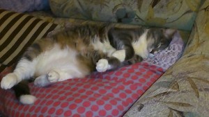 1 МАРТА - день кошек  - Томас.jpg