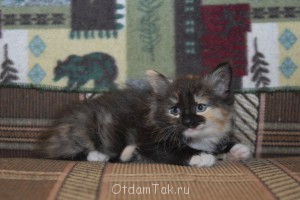 Добрые кошки в теплые ладошки подарю котенка - DSC_0380.JPG