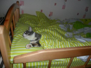 1 МАРТА - день кошек  - том2.jpg