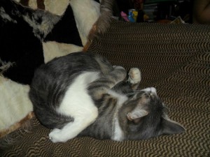 1 МАРТА - день кошек  - том3.jpg