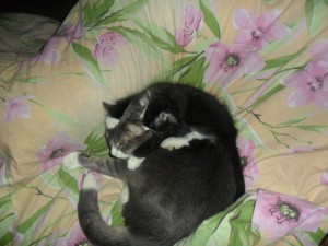 1 МАРТА - день кошек  - njv b ieyz.jpg