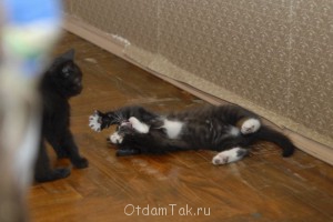 Добрые кошки в теплые ладошки подарю котенка - DSC_0394.JPG