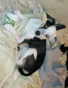 Два замечальных песика ищут дом и хозяина. - IMG_20150609_200320.jpg