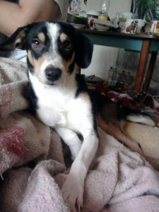 Два замечальных песика ищут дом и хозяина. - IMG-20150609-WA0002.jpg