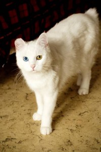 Москва и, возможно, Санкт-Петербург Юки ищет самых лучших в мире хозяев  - 2.jpg