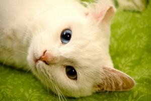 Москва и, возможно, Санкт-Петербург Юки ищет самых лучших в мире хозяев  - 3.jpg