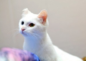 Москва и, возможно, Санкт-Петербург Юки ищет самых лучших в мире хозяев  - 4.jpg