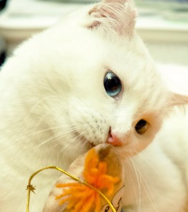 Москва и, возможно, Санкт-Петербург Юки ищет самых лучших в мире хозяев  - 5.jpg