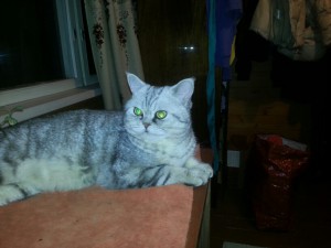 Кот, британец, полтора года, кастрирован - 20150328_221104.jpg