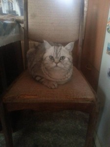 Кот, британец, полтора года, кастрирован - 20150331_105120.jpg