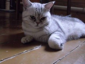 Кот, британец, полтора года, кастрирован - DSCF4922.JPG