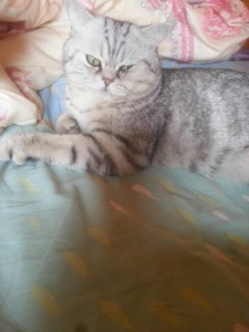 Кот, британец, полтора года, кастрирован - 20150501_094747.jpg