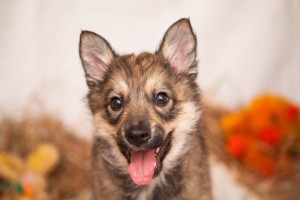 Москва и МО Ищут дом 3-месячные щенки  - 1.jpg