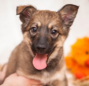 Москва и МО Ищут дом 3-месячные щенки  - 3.jpg