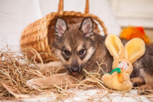 Москва и МО Ищут дом 3-месячные щенки  - 4.jpg