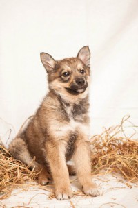 Москва и МО Ищут дом 3-месячные щенки  - 5.jpg