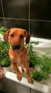 Отдам ласковую таксу метис  - eGZTodKAlI4.jpg