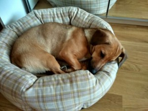 Отдам ласковую таксу метис  - Nb0kiFuuFes.jpg