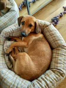 Отдам ласковую таксу метис  - F9GwL0Nzo10.jpg