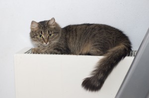 Кошечка Клаша в добрые руки В дар  - IMG_3573_1.jpg