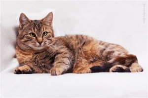 Обычно-необычный котенок Зая в добрые руки - a6284f325b72.jpg