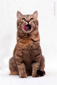 Обычно-необычный котенок Зая в добрые руки - d8f3b1b8c4ed.jpg