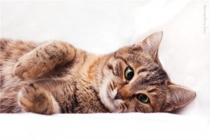 Обычно-необычный котенок Зая в добрые руки - 8a818038fab1.jpg