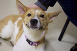 Москва и МО Изумительная собака Адея, породы друг  - 2.jpg